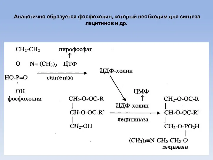 Аналогично образуется фосфохолин, который необходим для синтеза лецитинов и др.