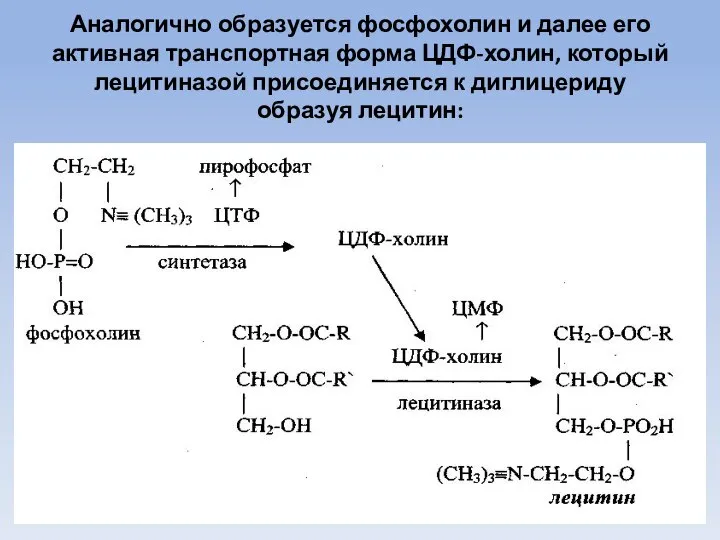 Аналогично образуется фосфохолин и далее его активная транспортная форма ЦДФ-холин, который
