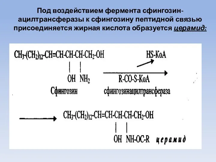Под воздействием фермента сфингозин-ацилтрансферазы к сфингозину пептидной связью присоединяется жирная кислота образуется церамид:
