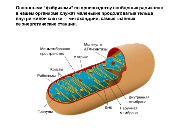 Основными "фабриками" по производству свободных радикалов в нашем организме служат маленькие