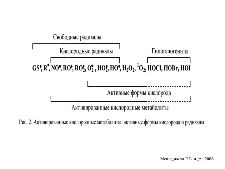 Меньщикова Е.Б. и др., 2006