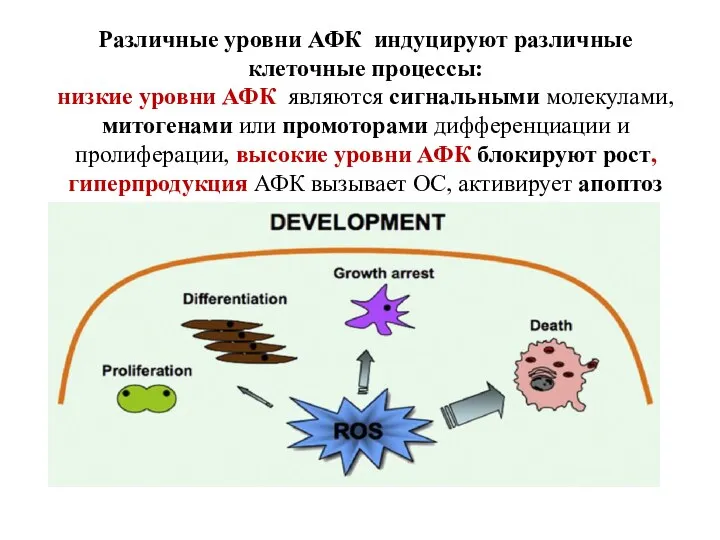 Различные уровни АФК индуцируют различные клеточные процессы: низкие уровни АФК являются