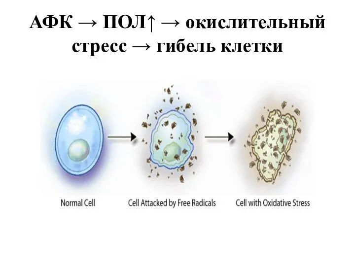 АФК → ПОЛ↑ → окислительный стресс → гибель клетки