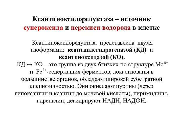 Ксантиноксидоредуктаза – источник супероксида и перекиси водорода в клетке Ксантиноксидоредуктаза представлена