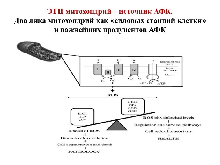 ЭТЦ митохондрий – источник АФК. Два лика митохондрий как «силовых станций клетки» и важнейших продуцентов АФК