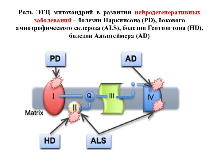 Роль ЭТЦ митохондрий в развитии нейродегенеративных заболеваний – болезни Паркинсона (PD),