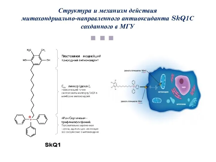 Структура и механизм действия митохондриально-направленного антиоксиданта SkQ1С сохданного в МГУ