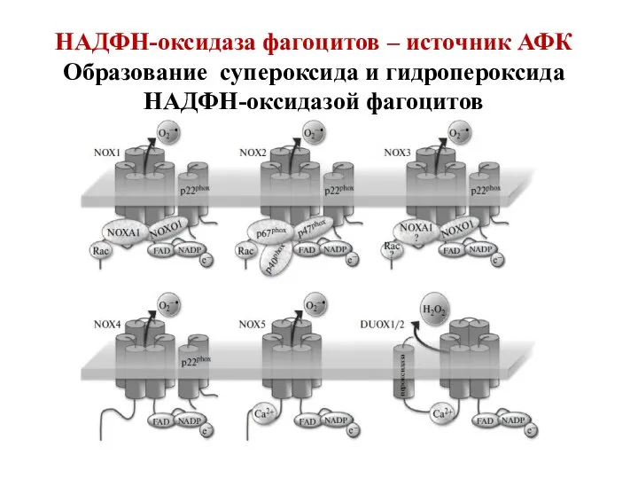 НАДФН-оксидаза фагоцитов – источник АФК Образование супероксида и гидропероксида НАДФН-оксидазой фагоцитов