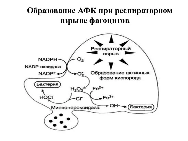 Образование АФК при респираторном взрыве фагоцитов.