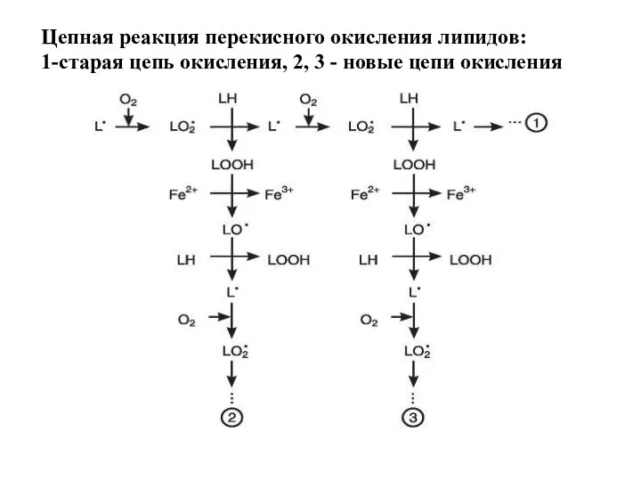 Цепная реакция перекисного окисления липидов: 1-старая цепь окисления, 2, 3 - новые цепи окисления