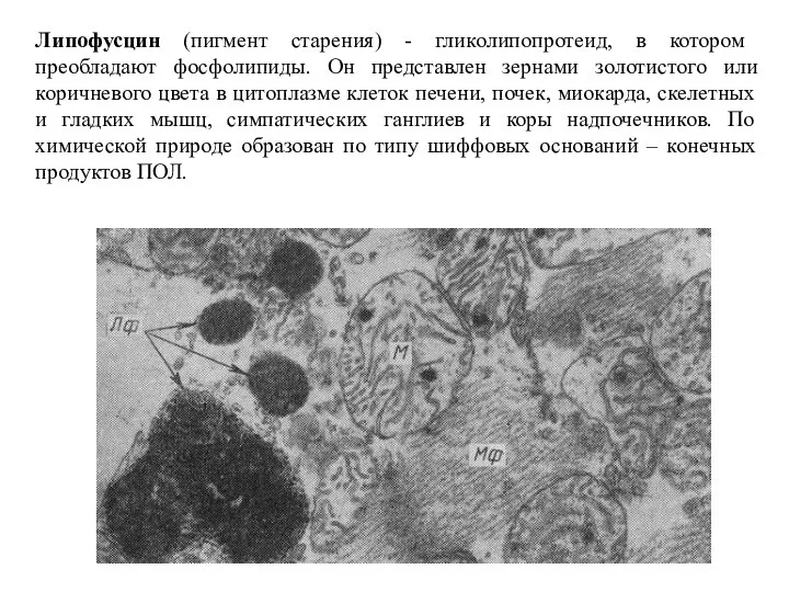 Липофусцин (пигмент старения) - гликолипопротеид, в котором преобладают фосфолипиды. Он представлен