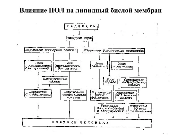 Влияние ПОЛ на липидный бислой мембран