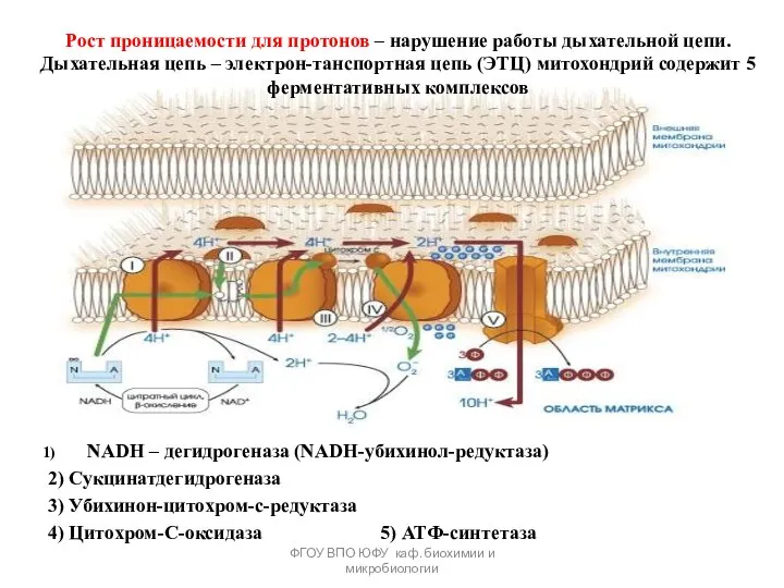 ФГОУ ВПО ЮФУ каф. биохимии и микробиологии Рост проницаемости для протонов