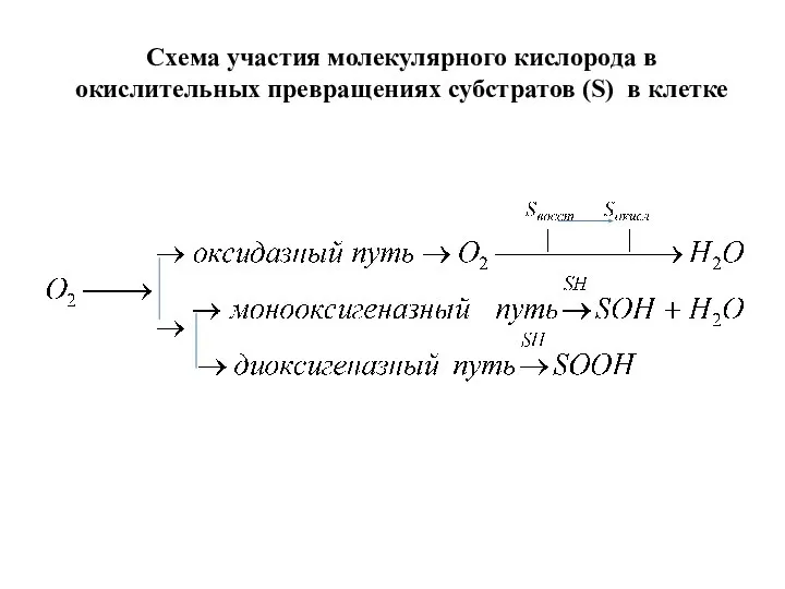 Схема участия молекулярного кислорода в окислительных превращениях субстратов (S) в клетке