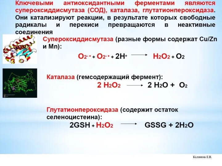 Калинина Е.В.