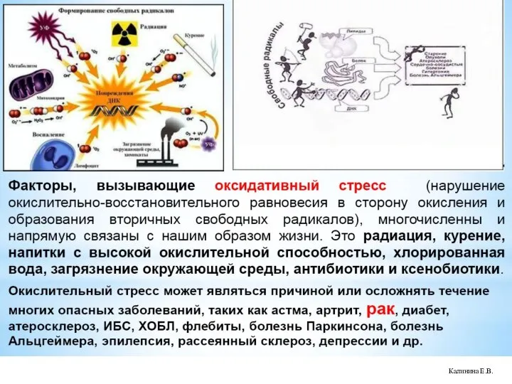 Калинина Е.В.