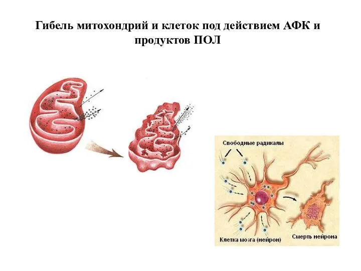 Гибель митохондрий и клеток под действием АФК и продуктов ПОЛ