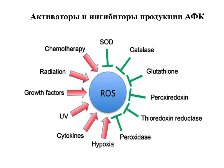 Активаторы и ингибиторы продукции АФК