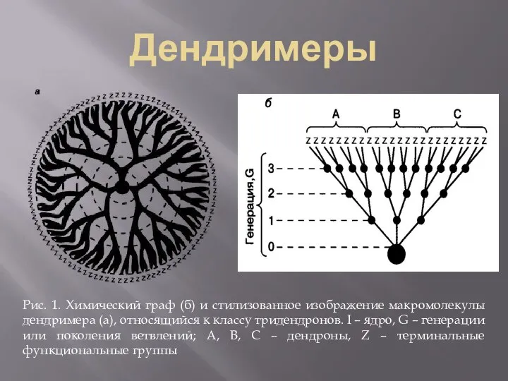 Дендримеры Рис. 1. Химический граф (б) и стилизованное изображение макромолекулы дендримера