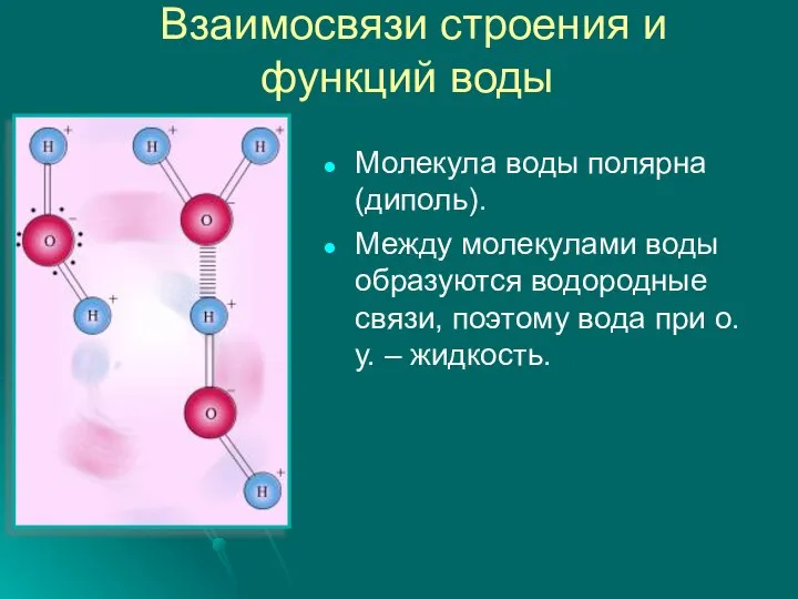 Взаимосвязи строения и функций воды Молекула воды полярна (диполь). Между молекулами