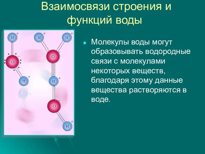 Взаимосвязи строения и функций воды Молекулы воды могут образовывать водородные связи