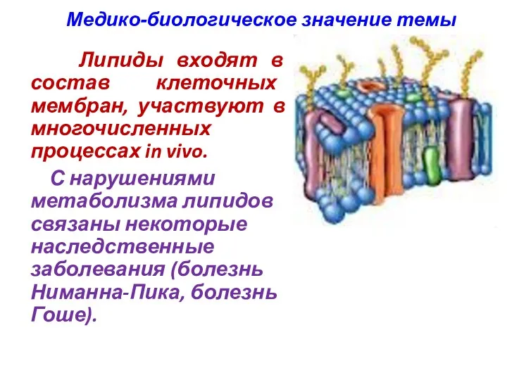 Липиды входят в состав клеточных мембран, участвуют в многочисленных процессах in