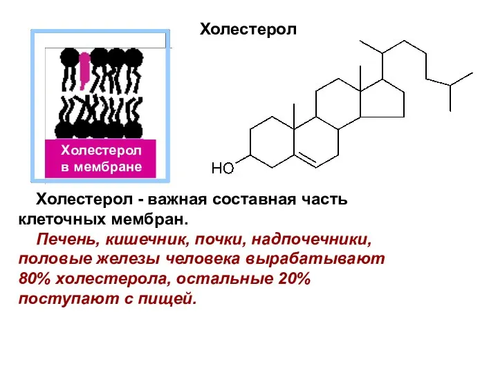 Холестерол Холестерол - важная составная часть клеточных мембран. Печень, кишечник, почки,