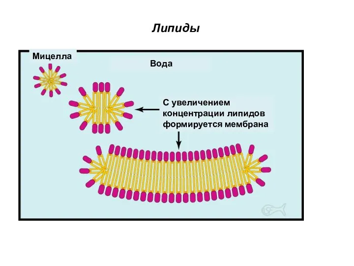 Липиды Мицелла Вода С увеличением концентрации липидов формируется мембрана