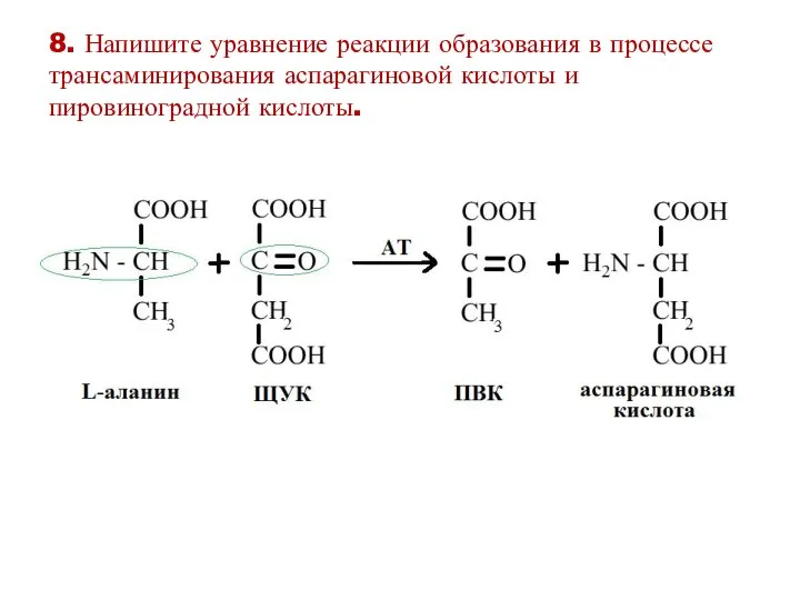 8. Напишите уравнение реакции образования в процессе трансаминирования аспарагиновой кислоты и пировиноградной кислоты.