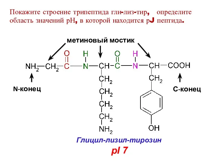 Глицил-лизил-тирозин pI 7 N-конец С-конец метиновый мостик Покажите строение трипептида гли-лиз-тир,