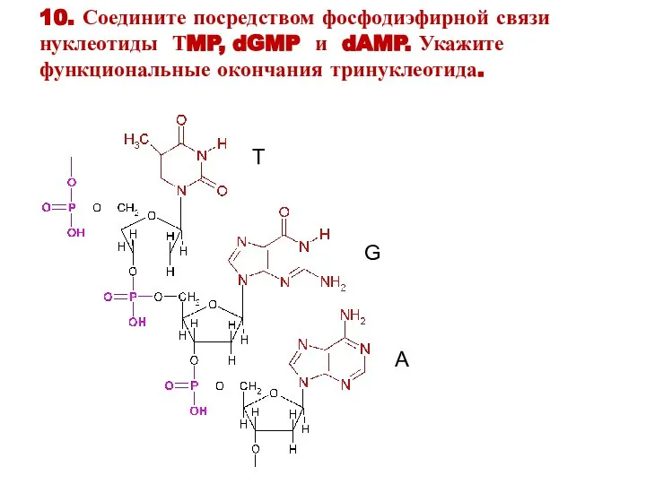 Т G А 10. Соедините посредством фосфодиэфирной связи нуклеотиды ТMP, dGMP