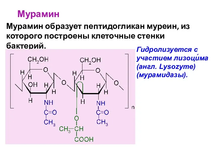 Мурамин Мурамин образует пептидогликан муреин, из которого построены клеточные стенки бактерий.