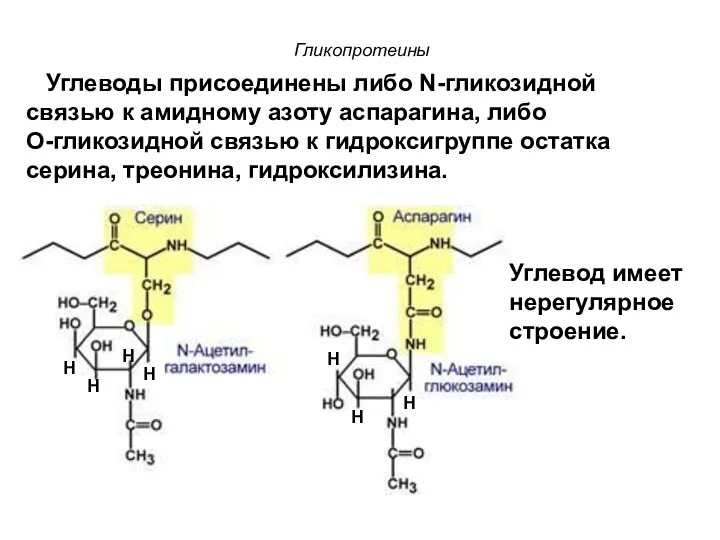 Углеводы присоединены либо N-гликозидной связью к амидному азоту аспарагина, либо О-гликозидной