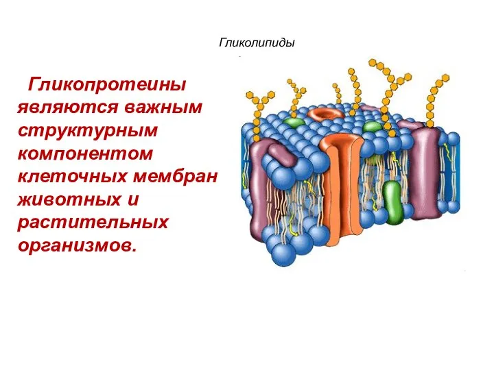 Гликопротеины являются важным структурным компонентом клеточных мембран животных и растительных организмов. Гликолипиды