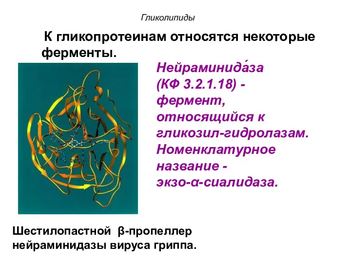 Шестилопастной β-пропеллер нейраминидазы вируса гриппа. Нейраминида́за (КФ 3.2.1.18) - фермент, относящийся