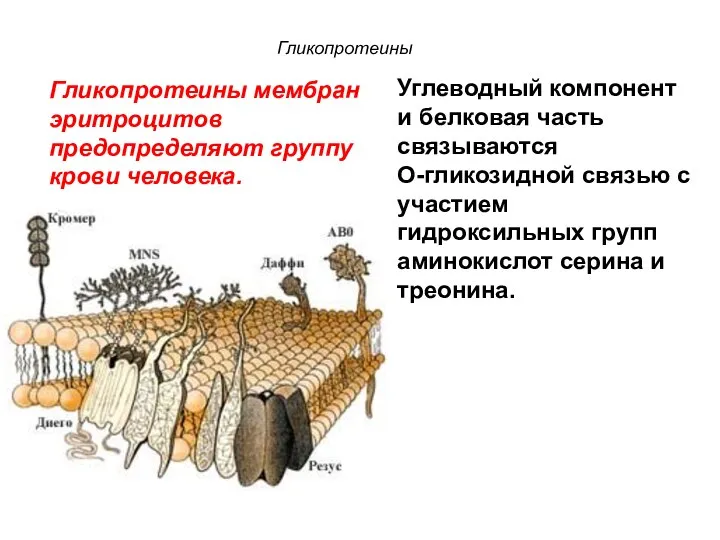 Гликопротеины мембран эритроцитов предопределяют группу крови человека. Углеводный компонент и белковая