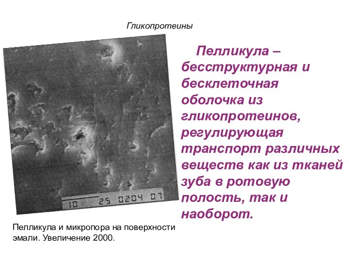 Пелликула – бесструктурная и бесклеточная оболочка из гликопротеинов, регулирующая транспорт различных