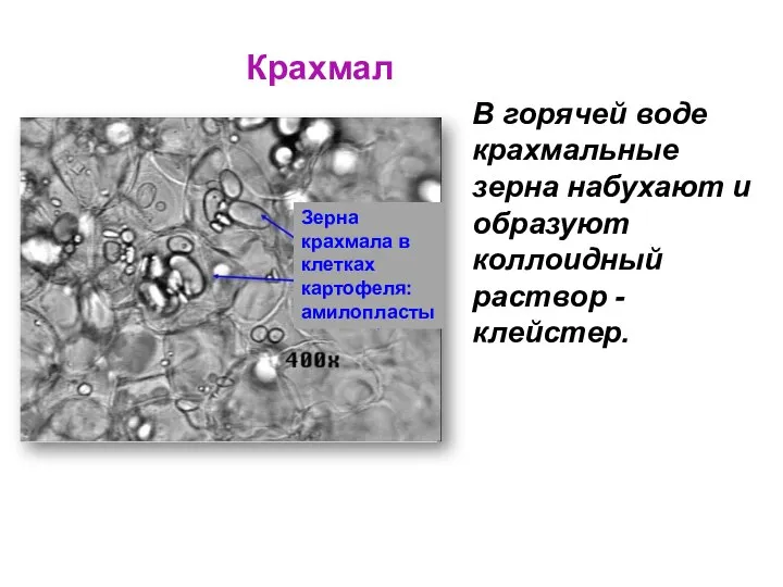 Крахмал Зерна крахмала в клетках картофеля: амилопласты В горячей воде крахмальные