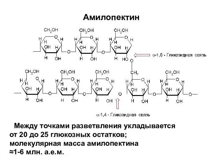 Амилопектин Между точками разветвления укладывается от 20 до 25 глюкозных остатков;