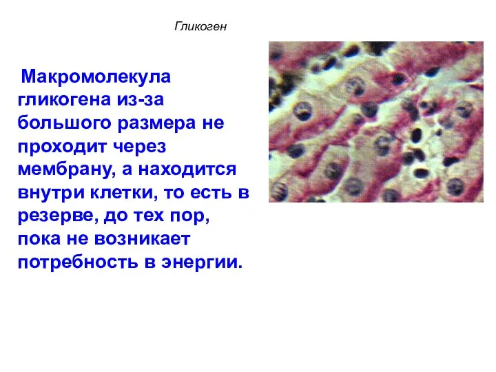 Макромолекула гликогена из-за большого размера не проходит через мембрану, а находится