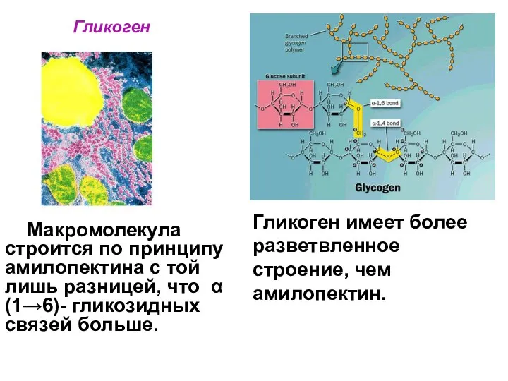 Гликоген Макромолекула строится по принципу амилопектина с той лишь разницей, что