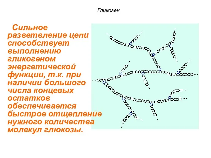 Гликоген Сильное разветвление цепи способствует выполнению гликогеном энергетической функции, т.к. при