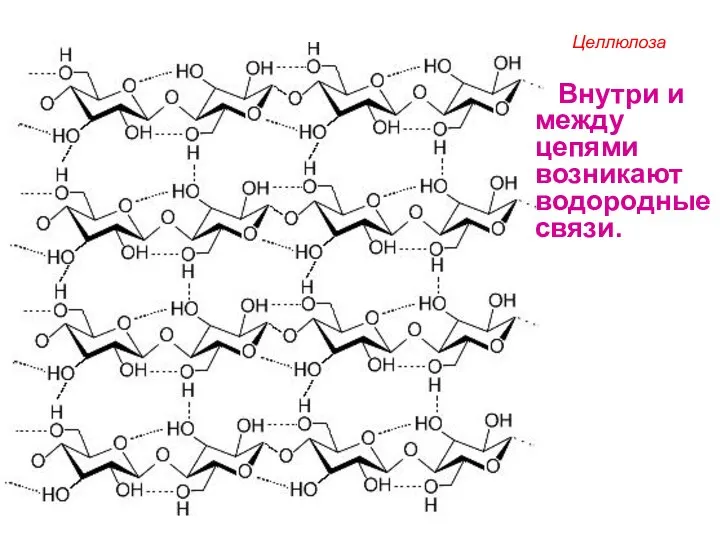 Целлюлоза Внутри и между цепями возникают водородные связи.