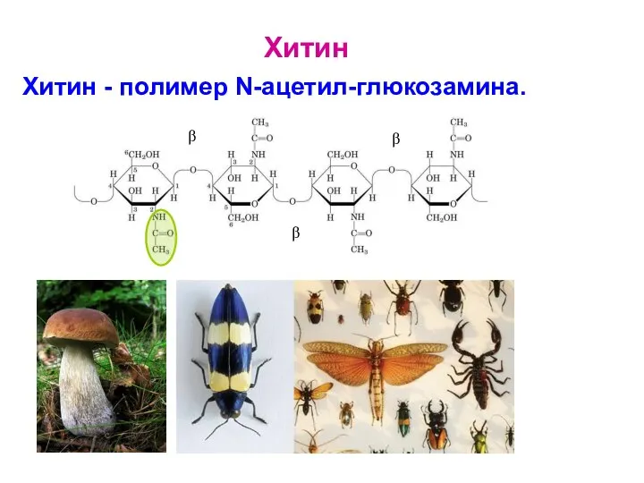 Хитин - полимер N-ацетил-глюкозамина. β β β Хитин