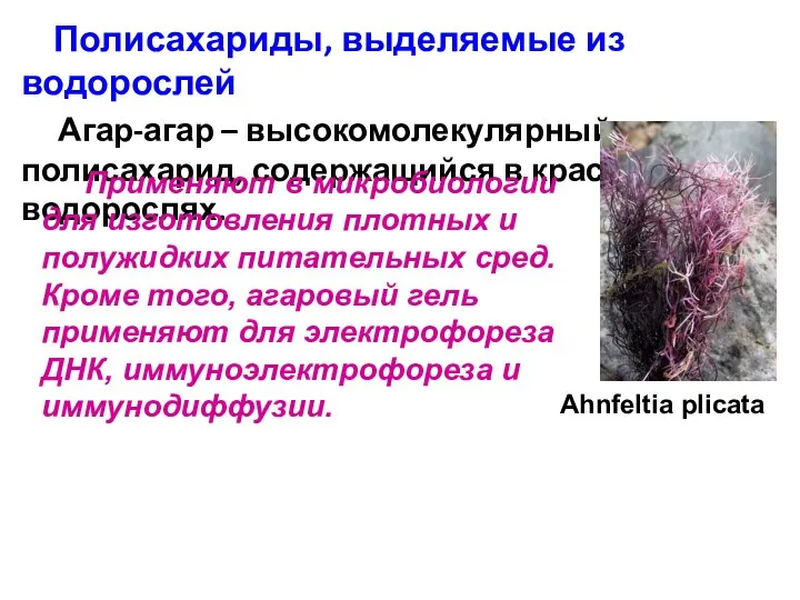 Полисахариды, выделяемые из водорослей Агар-агар – высокомолекулярный полисахарид, содержащийся в красных