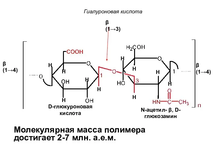 β(1→3) β(1→4) N-ацетил- β, D-глюкозамин D-глюкуроновая кислота β(1→4) Гиалуроновая кислота Молекулярная