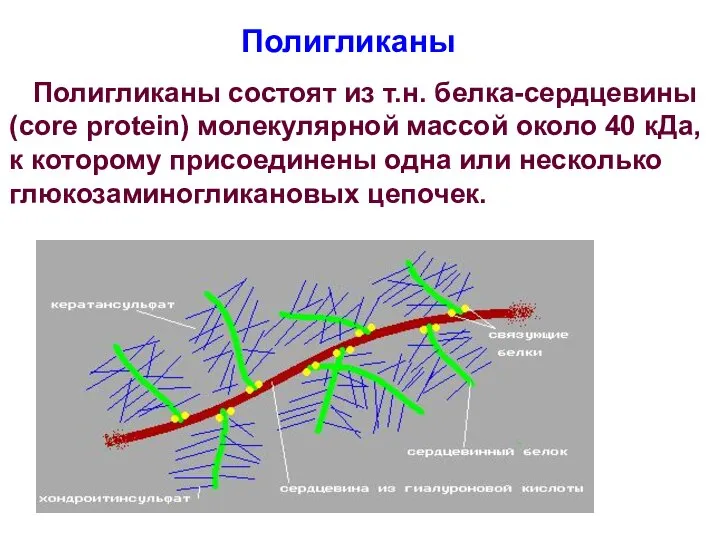 Полигликаны Полигликаны состоят из т.н. белка-сердцевины (core protein) молекулярной массой около