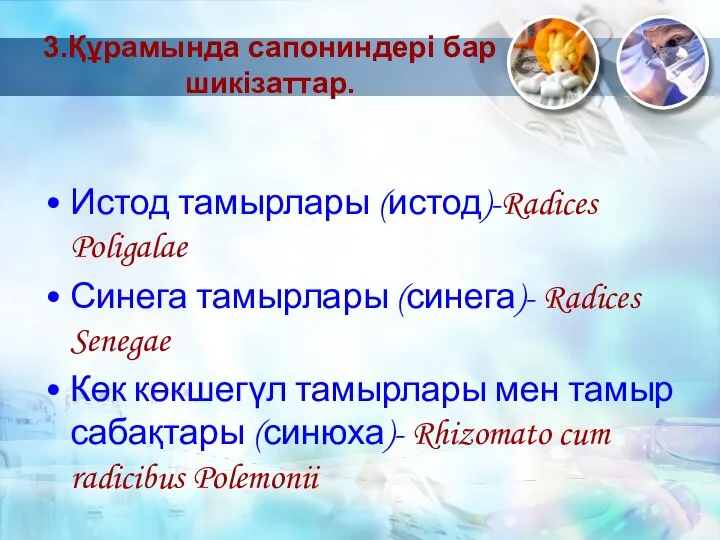 3.Құрамында сапониндері бар шикізаттар. Истод тамырлары (истод)-Radices Poligalae Синега тамырлары (синега)-