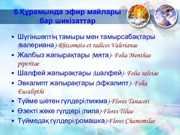 6.Құрамында эфир майлары бар шикізаттар Шүгіншөптің тамыры мен тамырсабақтары (валериана)-Rhizomato et