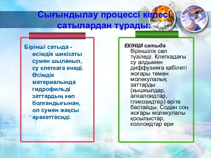 Сығындылау процессі келесі сатылардан тұрады: ЕКІНШІ сатыда біріншілік сөл түзіледі. Клеткадағы